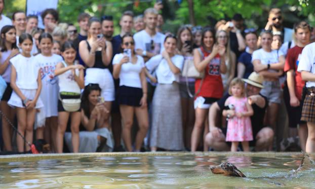 Zagreb: Međunarodni festival pasa jazavčara JAZOfest