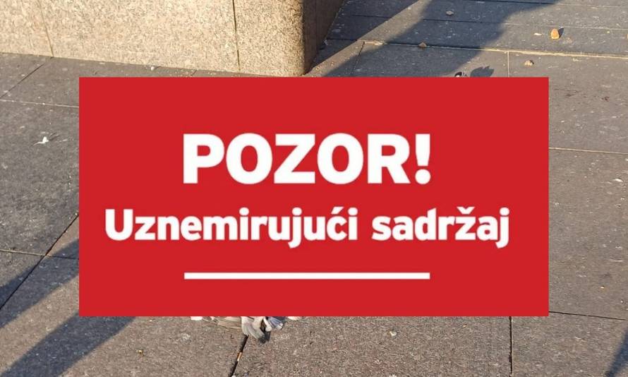 Na Trgu bana Jelačića u Zagrebu pronašli 13 mrtvih golubova, misle da je netko otrovao jato