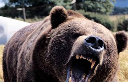 Slovenija: Medvjedi u nekoliko dana lakše ozlijedili dvoje ljudi