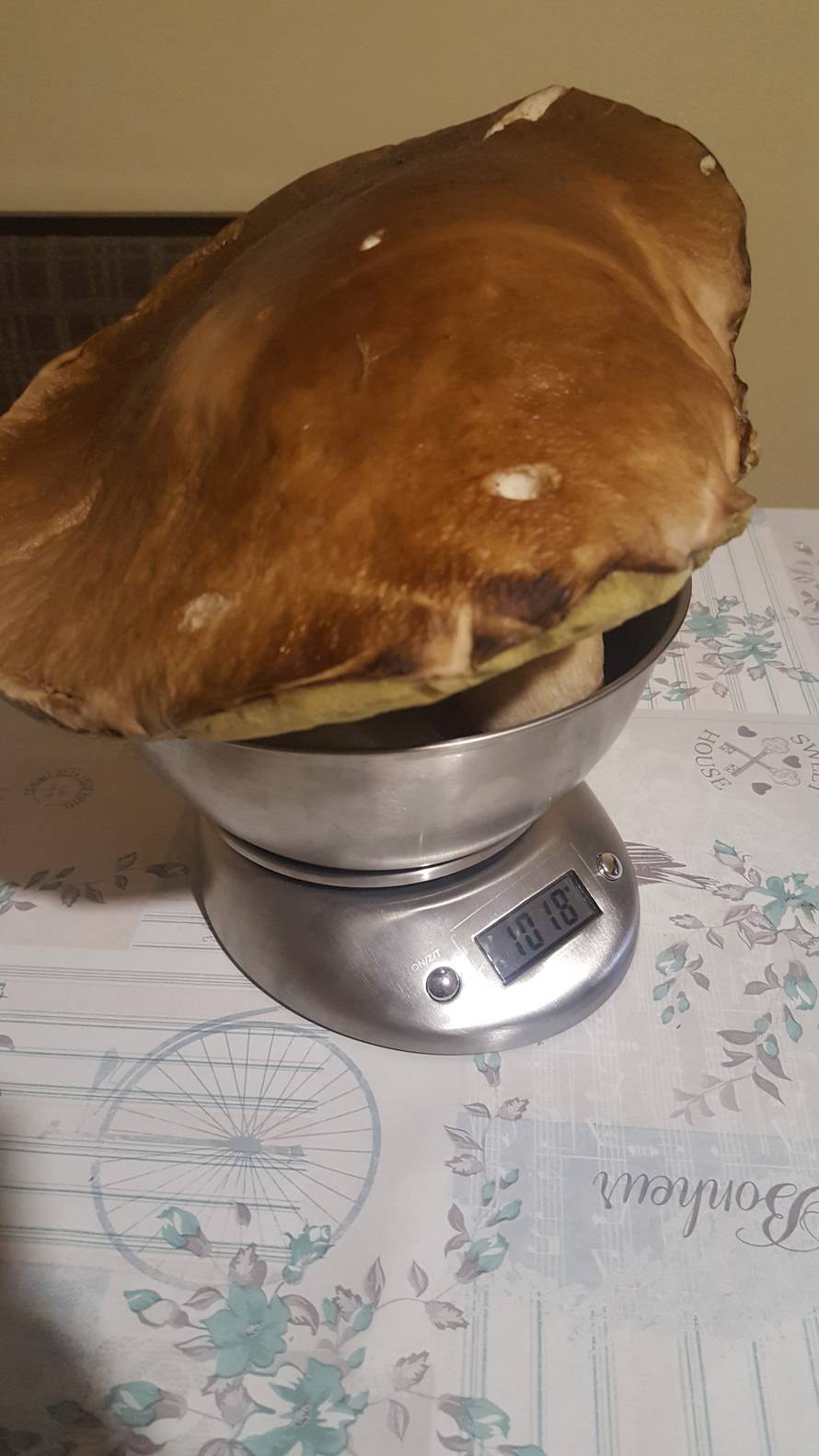 ‘Mega vrganj je veći od moje glave i teži je od kilograma’