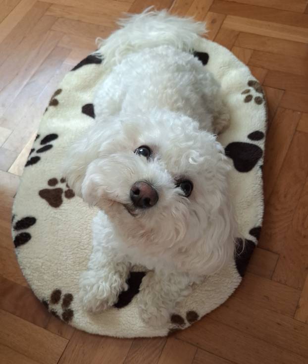 SUPER FOTKE vaših ljubimaca! Neki bi mogli biti viralni hit, ali svi su jednostavno neodoljivi