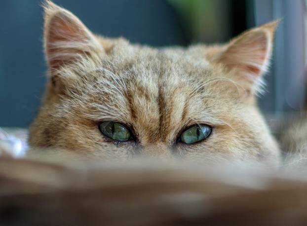 Zagreb: Emilija i Amer Alaydi otvorili su kafić Animal caffe