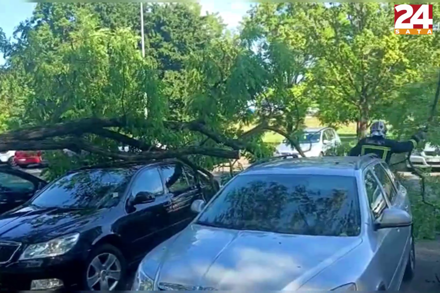 stablo palo na autu
