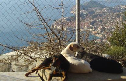 Udomljavanje životinja: Ovo je priča volontera iz Dubrovnika!