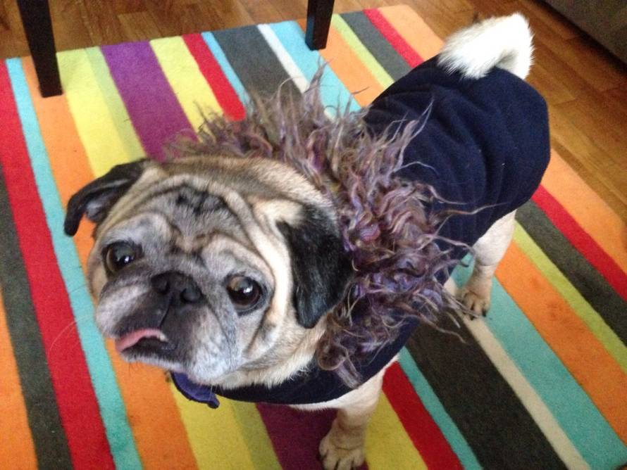 24ljubimci/Fotografije čitatelja