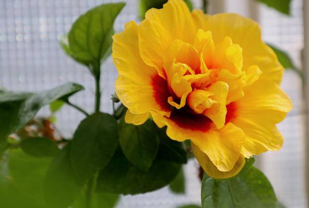 Split: Denis Bojčić, kolekcionar bugenvila