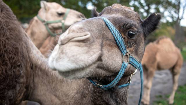 Expensive and coveted: Camel milk from Lower Saxony