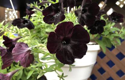 Petunija 'crni velvet': Najcrniji cvijet na svijetu osvaja svakoga