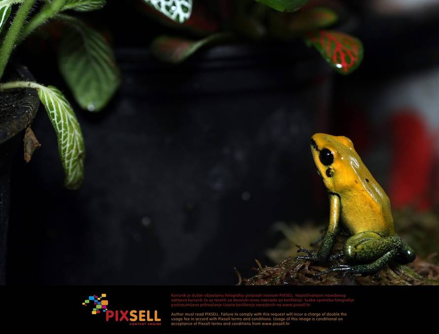 Sanjin Strukić / PIXSELL