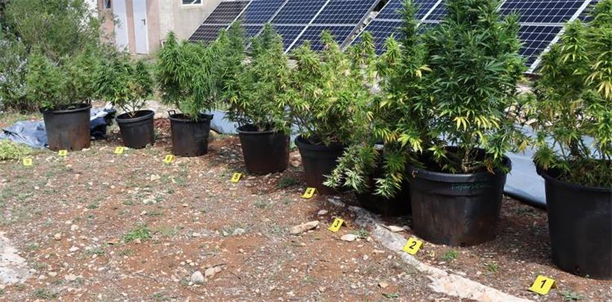 Policajci su na Hvaru našli plantažu marihuane, otkrili su i dilera speeda iz Trogira...