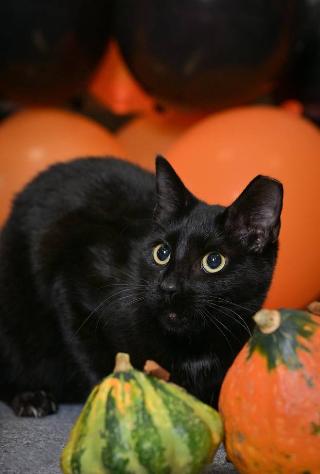 Sklonište u Dumovcu poziva na posebno jesensko udomljavanje pasa i mačaka