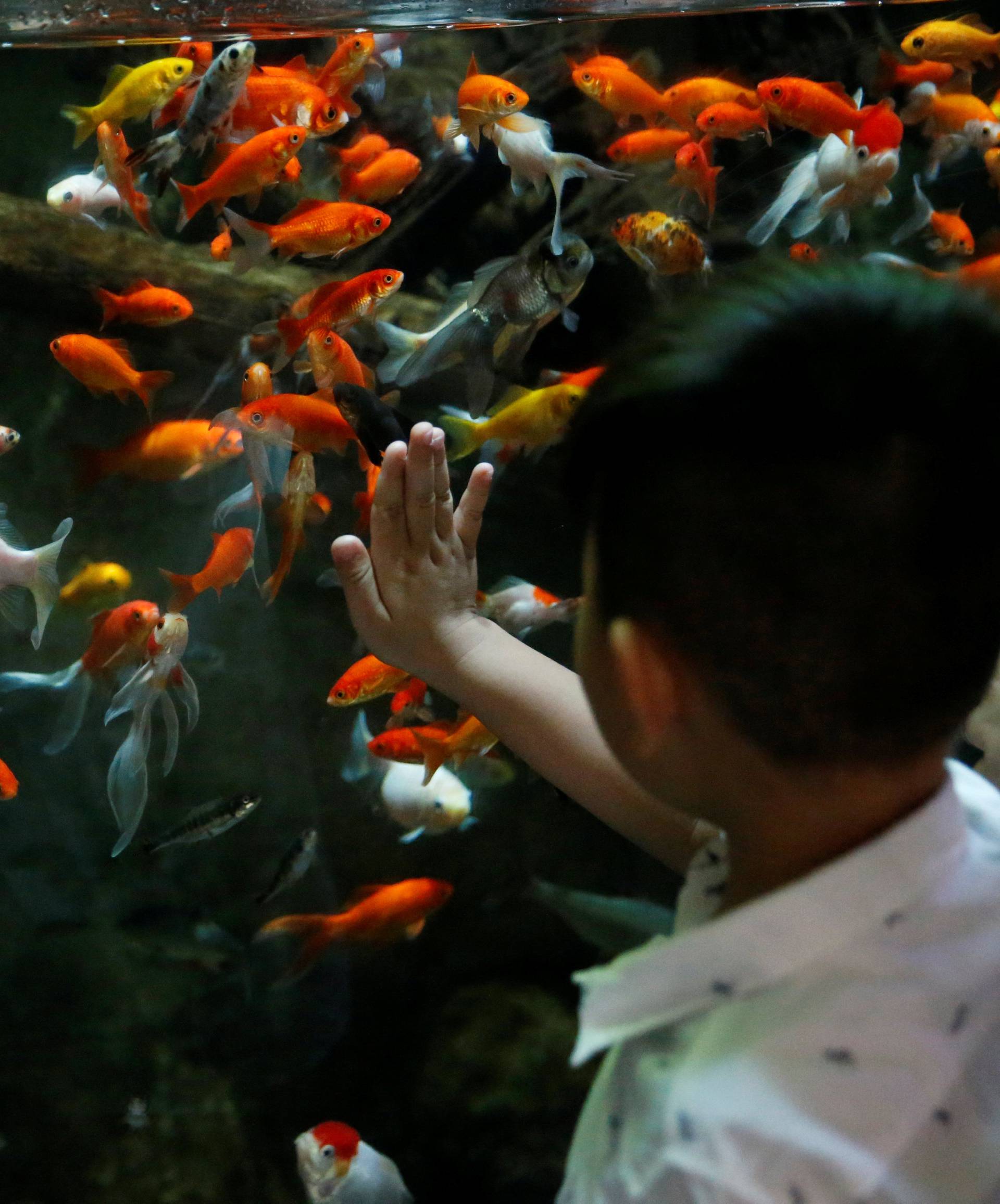 A young boy watches a goldfish aquarium as Paris aquarium launched an operation to take care of hundreds of goldfish abandoned by French holiday-makers, in Paris