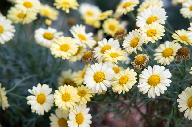 Zagreb: Brojni građani posjetili Floraart na Bundek