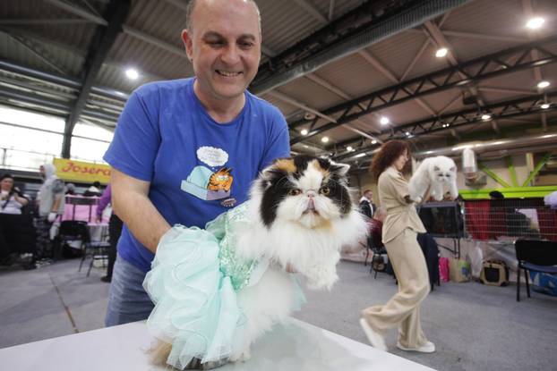 Rijeka: Međunarodna izložba mačaka