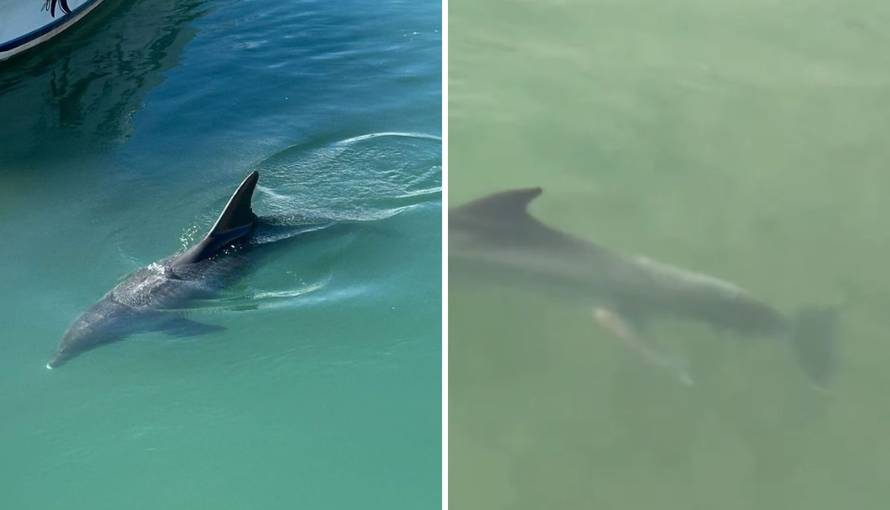 VIDEO Nesvakidašnje scene u Jadru: Okotila se ženka dupina, ali bebu je nažalost izgubila