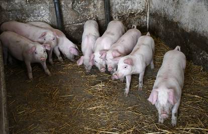 Novi slučaj afričke svinjske kuge u Erdutu: 'Nesmetano cirkulira na tom području, visoki je rizik'