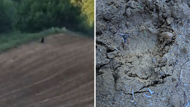 VIDEO Medo trčao poljem kod Vukomeričkih gorica: 'Ostavio otiske šapa i pobjegao u grmlje'