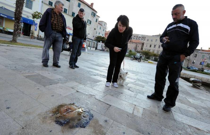 Hrvoje Jelavić/Pixsell