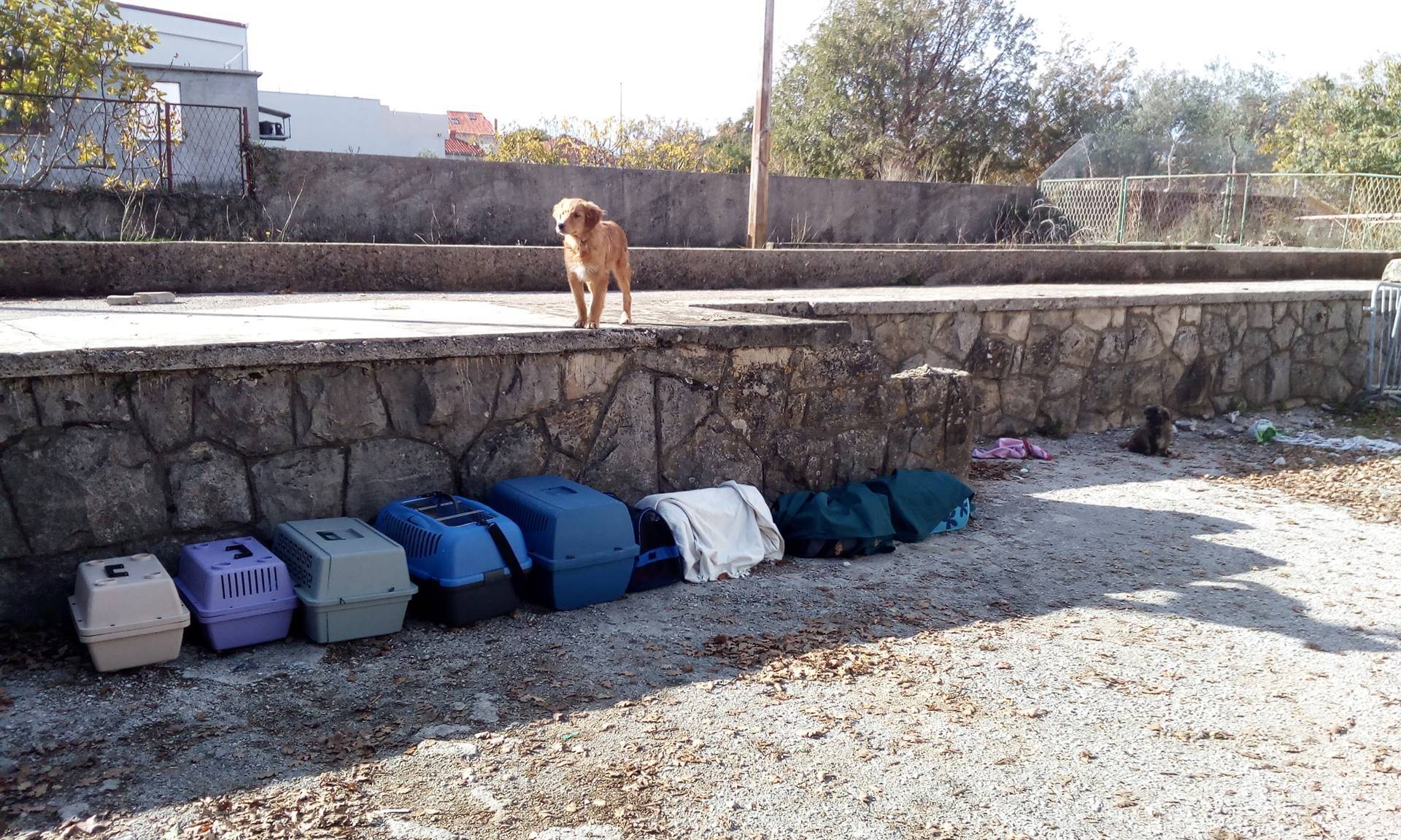 Nečovječno: Netko je ostavio 16 štenaca i 3 mace u Čilipima