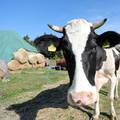 Otkup mlijeka u Lici neće stati, Vindija pregovara s farmerima
