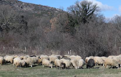 Šibenik: Stado ovaca na ispaši