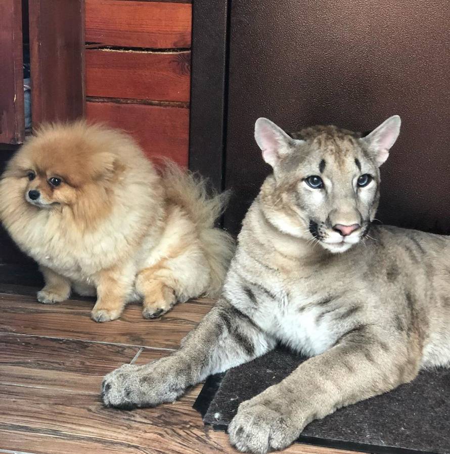 Živi s pumom: 'Zbog korone i ona pere šape koliko i mi ruke'