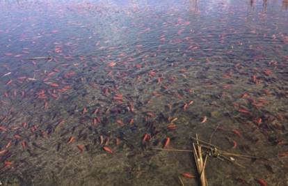 Jezero za želje: U njemu živi tisuće zlatnih ribica