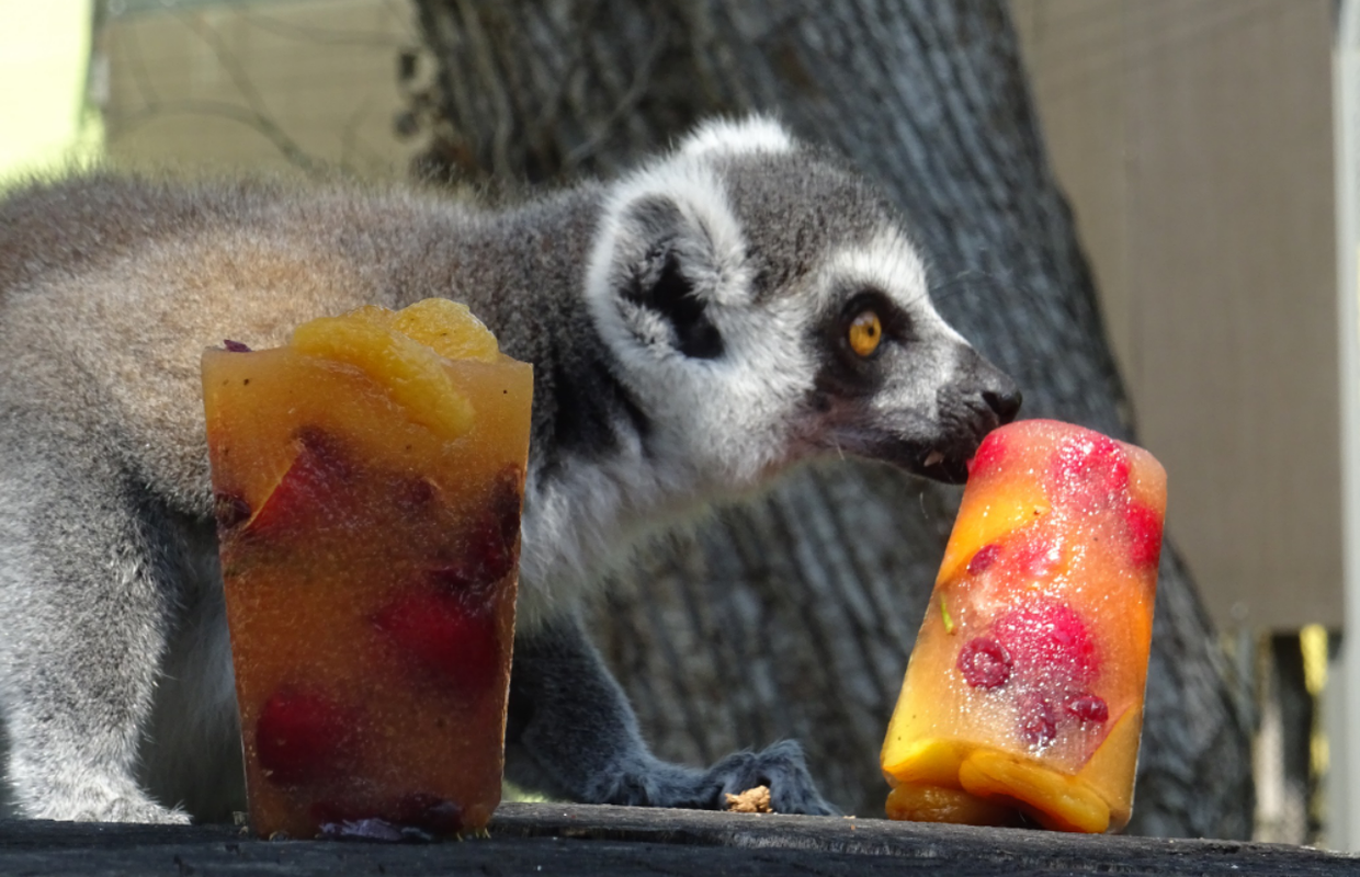 Životinje u Zoološkom vrtu i ovog ljeta hlade se sladoledima