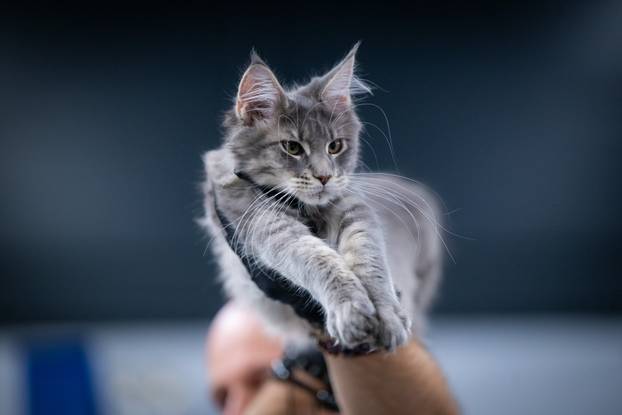 Zagreb: Drugi dan Međunarodne izložbe mačaka