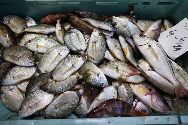 Šibenik: Ponuda na šibenskoj ribarnici