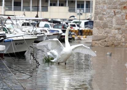 Šibenik: Labudovi šetaju po poplavljenoj rivi 