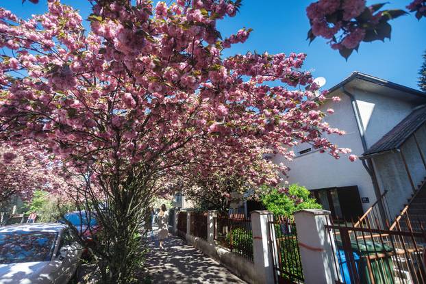 Zagreb: Rascvjetala stabla u Šulekovoj ulici, najljepšoj ulici u gradu