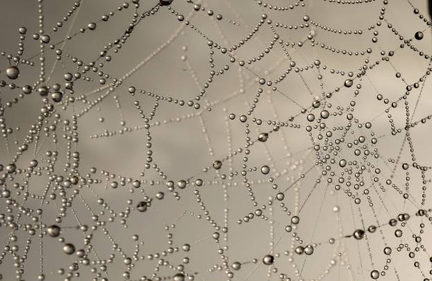 Jutarnja rosa na paukovoj mreži