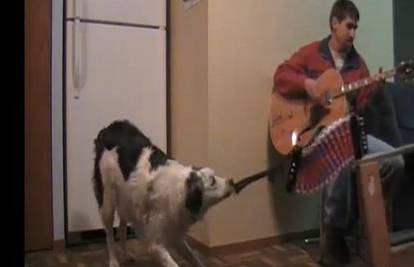 Pogledajte i poslušajte psa koji voli svirati harmoniku 