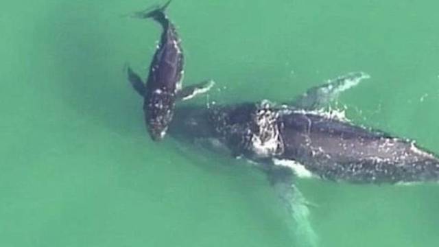 Mladunče kita spasilo majku: Nasukala se u pijesku u plićaku