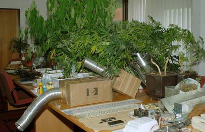 Poljoprivrednik u svom domu uzgajao marihuanu