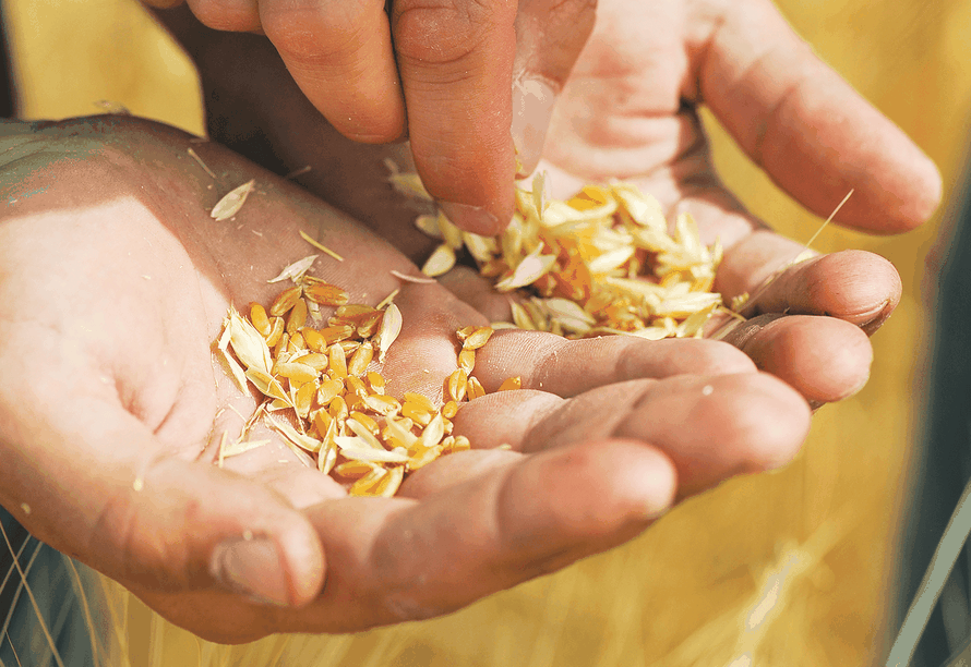 Jedinstveni okus i  kvaliteta: Kruh pun svega dobrog