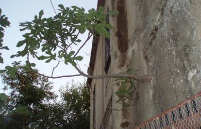 Grana smokve nikla iz zida stare kuće na otoku Rabu
