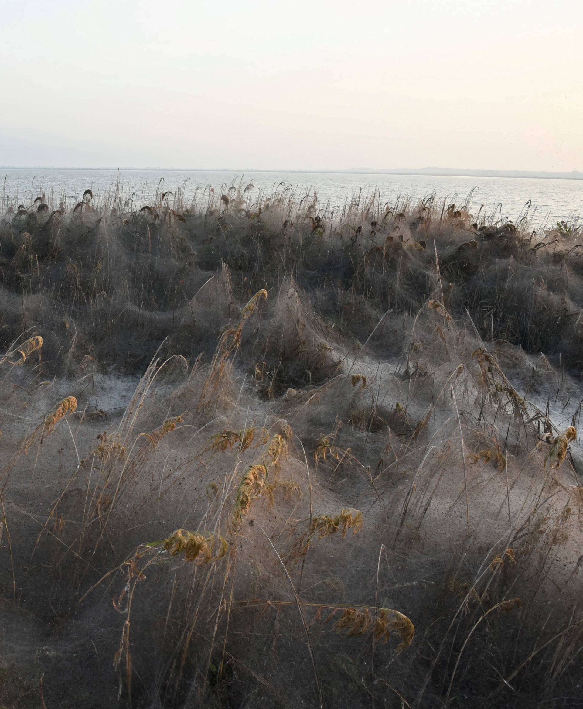 Spider webs blanket shrubs at the banks of Lake Vistonida