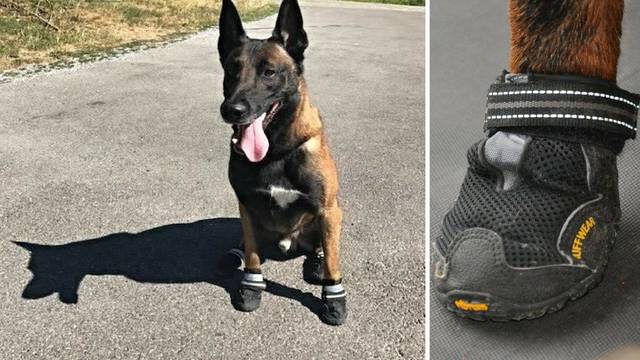 Svaka čast policiji: Psi imaju slatke cipelice protiv vrućine