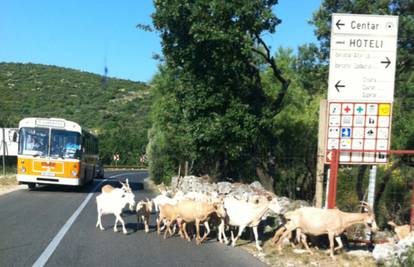Koze na cesti: Njima ne treba truba, meketanjem tjeraju aute