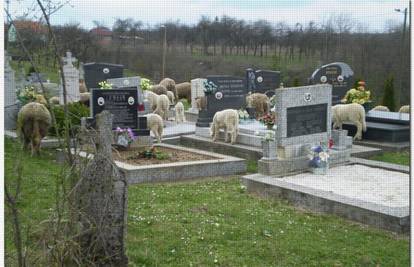 Susjedi u svađi: Tko pušta ovce da pasu na groblju?