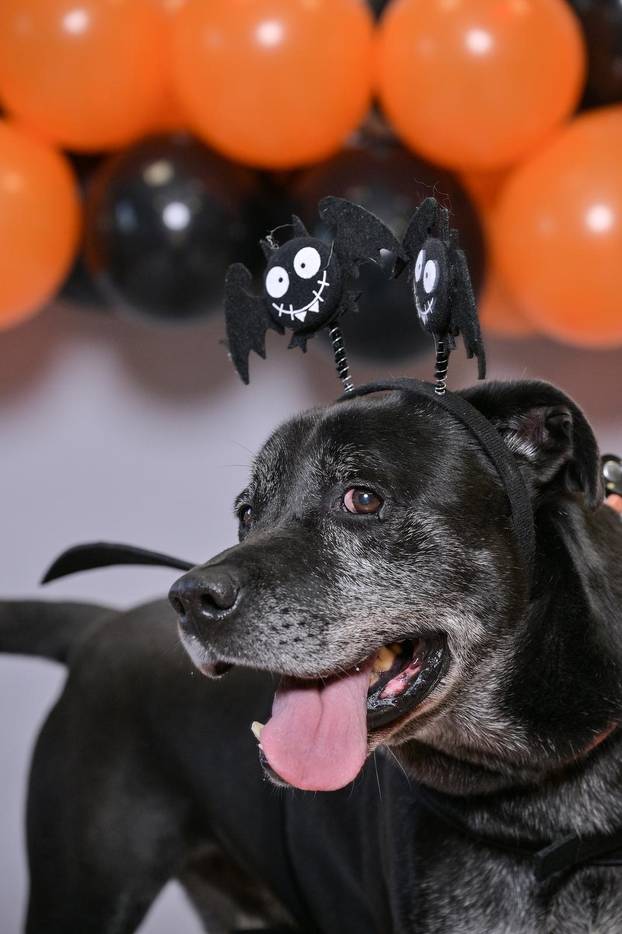 Sklonište u Dumovcu poziva na posebno jesensko udomljavanje pasa i mačaka