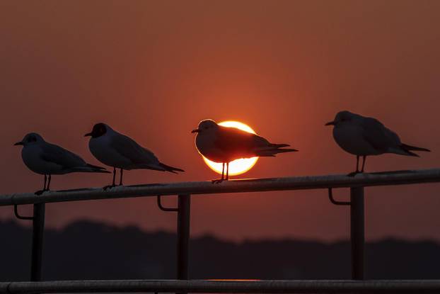 Galebovi uživaju na plažama upujajući posljednje zrake današnjeg sunca