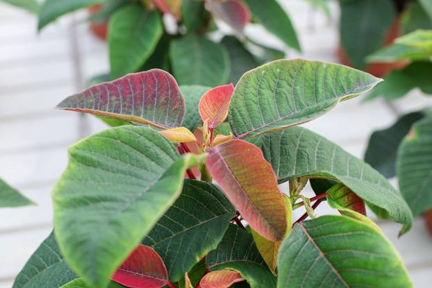 Kutina: Vrtlarica Marija Bagić koja uzgaja božićne zvijezde i krizanteme