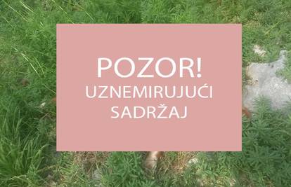 Vlasnika odveli na psihijatriju:  Nitko nije znao za uginule pse