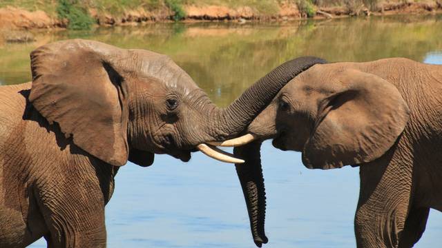 Društvena podrška pomaže slonovima koji su ostali bez roditelja da se brže oporave