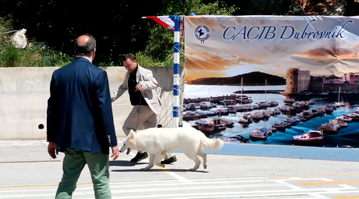 Četveronošci s tri kontinenta na velikoj izložbi u Dubrovniku