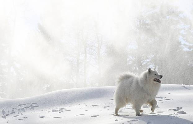 Sunčano novogodišnje jutro na Sljemenu
