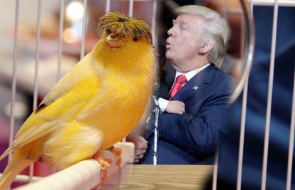 You must see this canary who looks just like Donald Trump